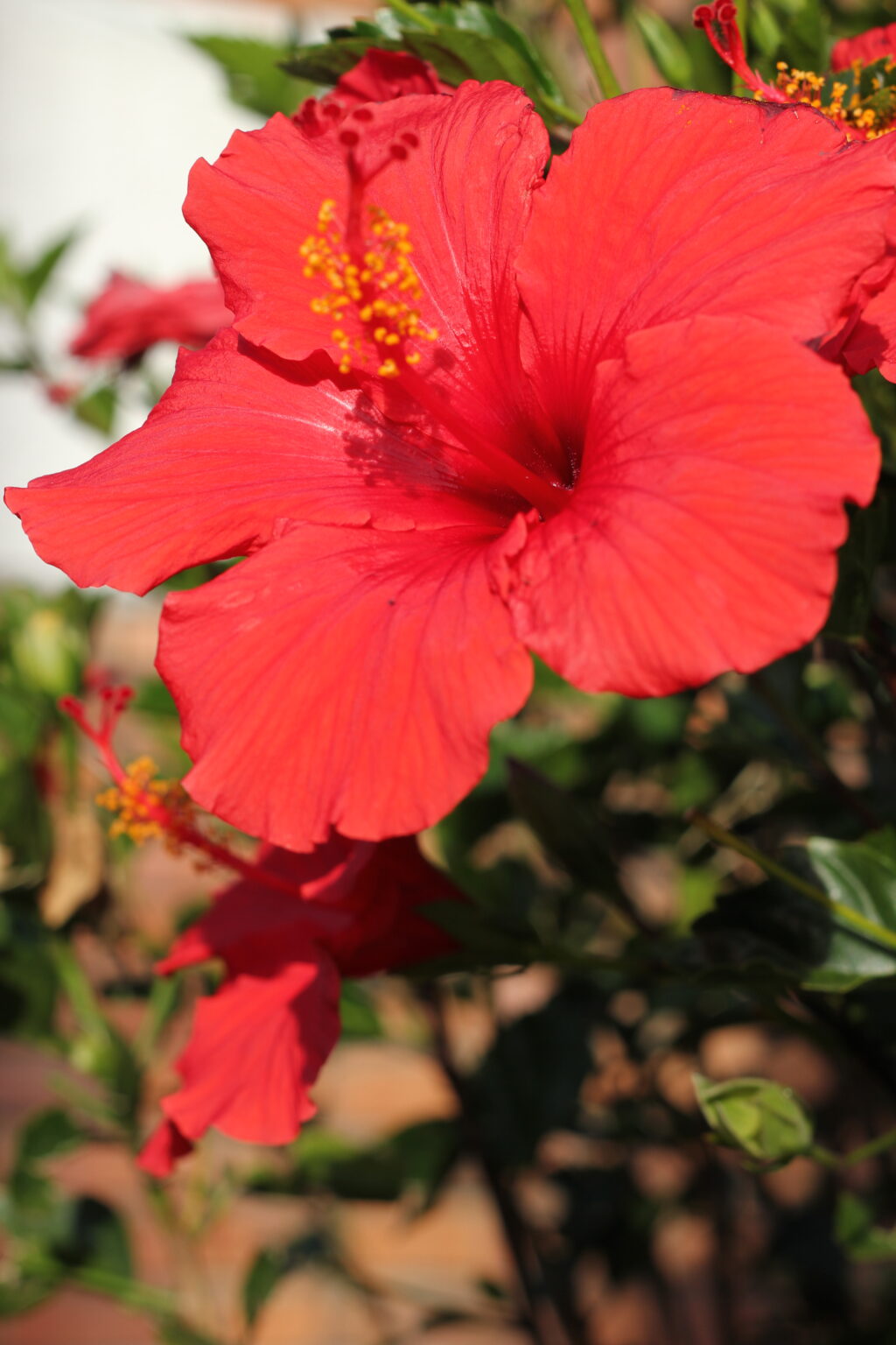 Flowers from Colombia TrueLife Productions