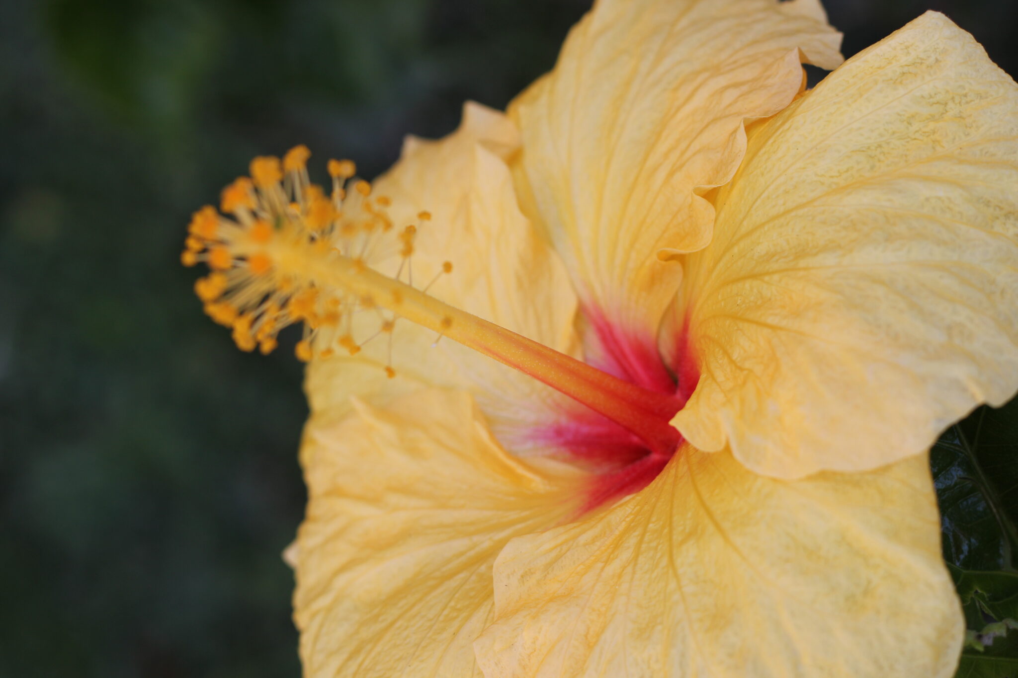 Flowers from Colombia TrueLife Productions